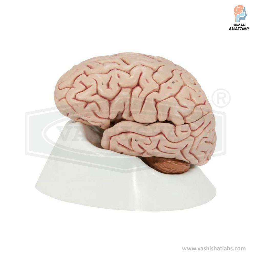 Human Brain Model 4 Parts 